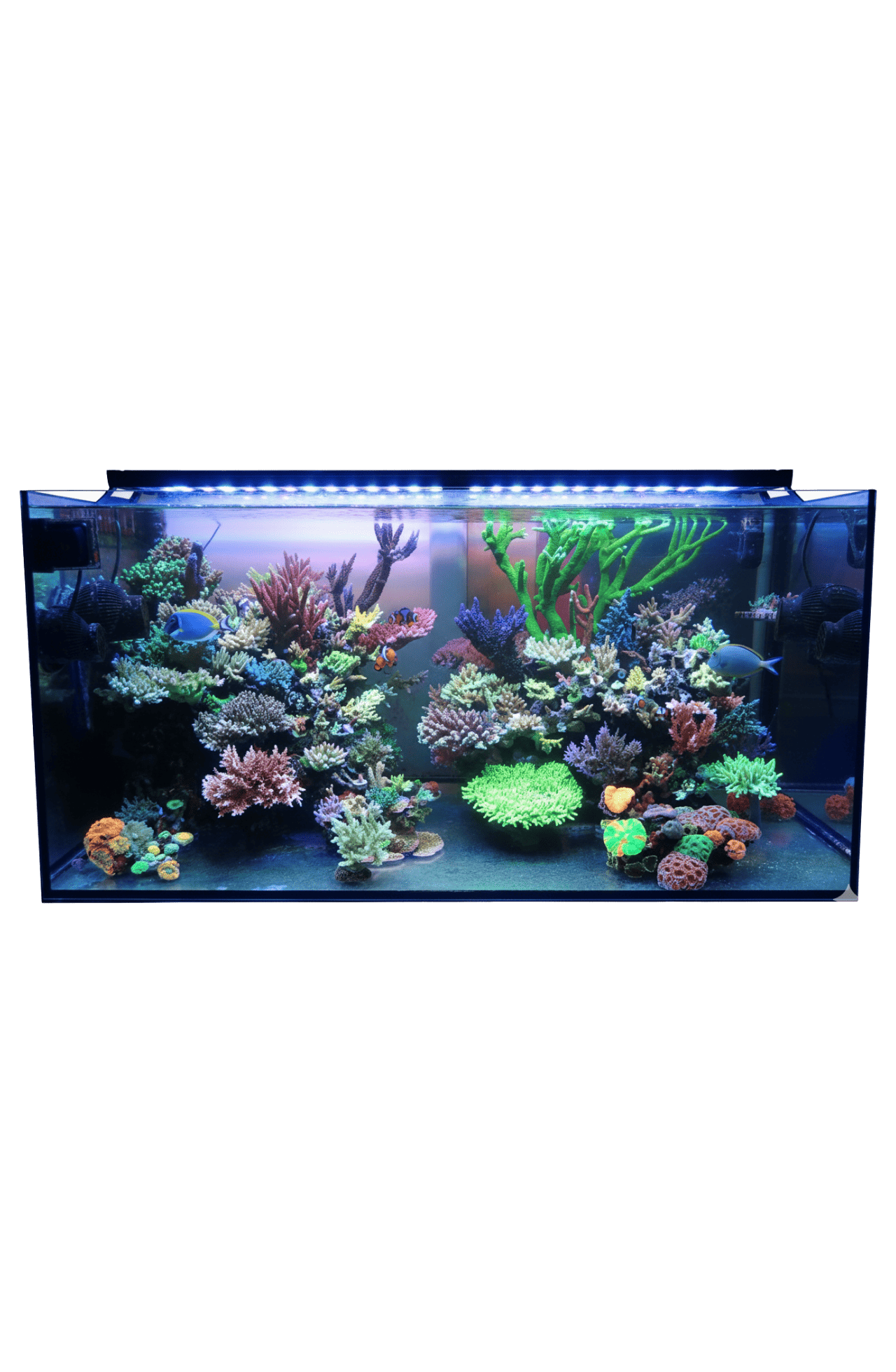 海水缸造景設計